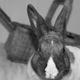 Illustration for article titled Shooting Challenge Pets Gallery 3